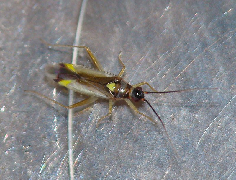 Miridae: Campyloneura virgula dell''Algarve