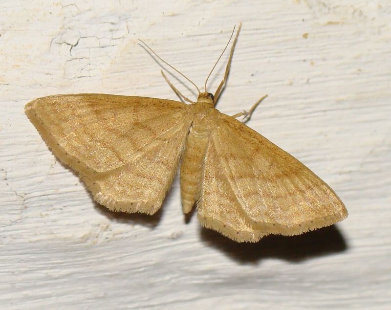 da identificare III