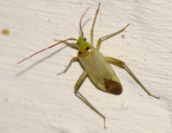 Miridae: Adelphocoris lineolatus dell''Algarve (Portogallo)