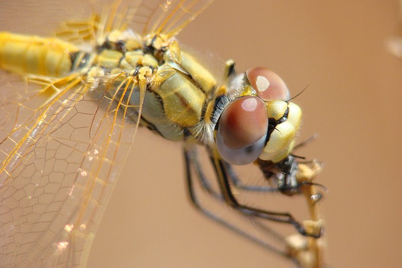 Sympetrum fonscolombii ??