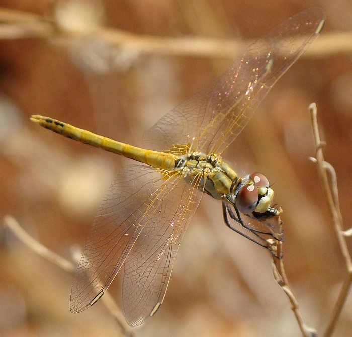 Sympetrum fonscolombii ??