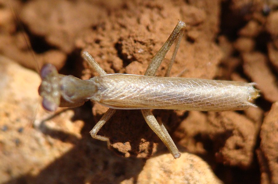 maschio di Ameles spallanzania? (Portogallo)