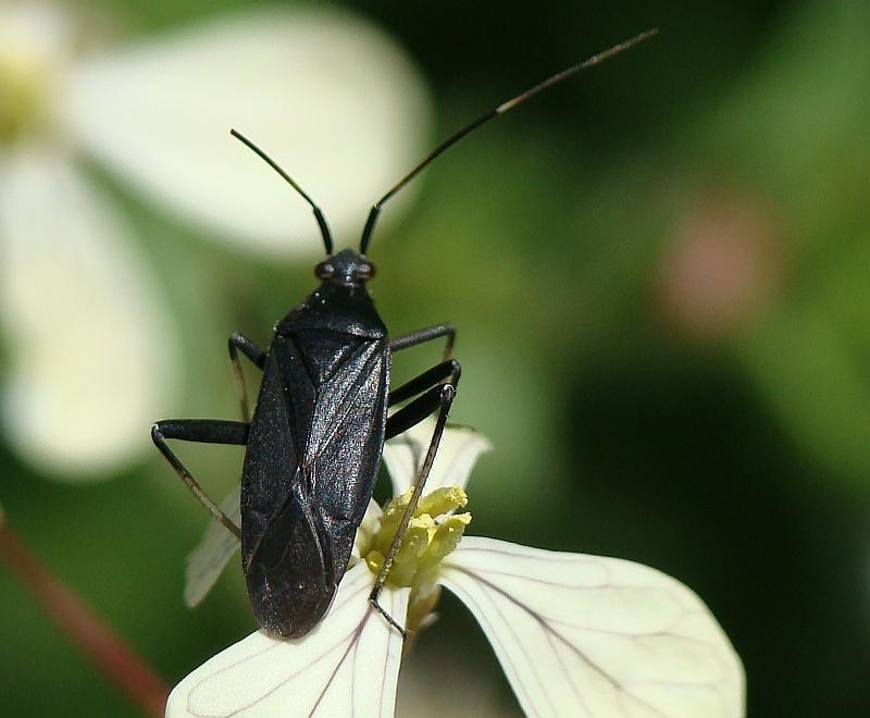 Calocoris nemoralis e sue forme di colore