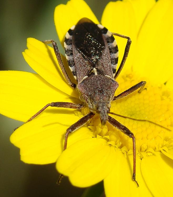 Rhynocoris erythropus ???
