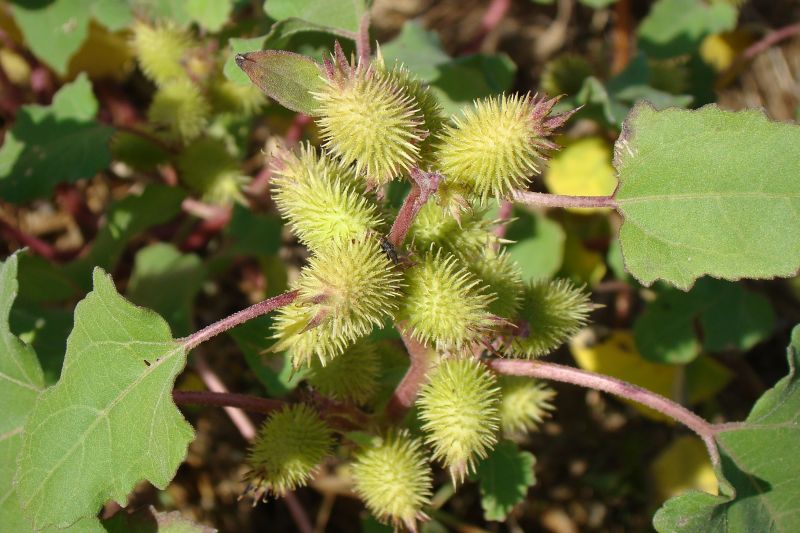 Xanthium italicum / Nappola italiana