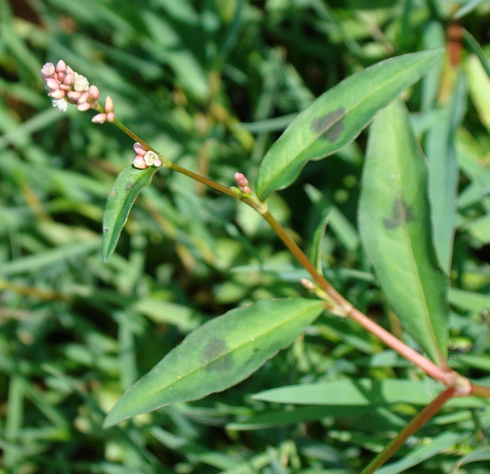 Persicaria sp.