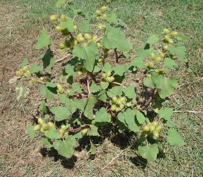 Xanthium italicum / Nappola italiana