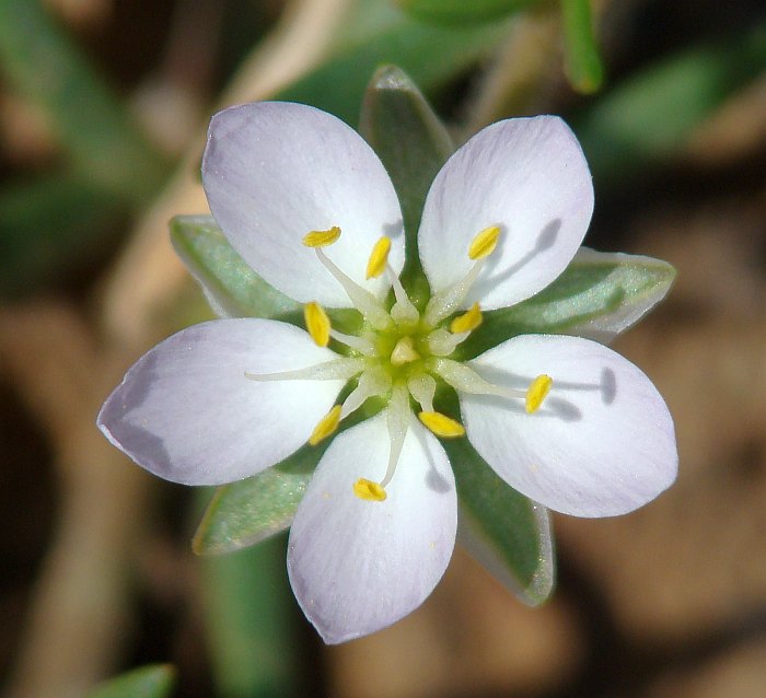 Spergularia media / Spergularia media
