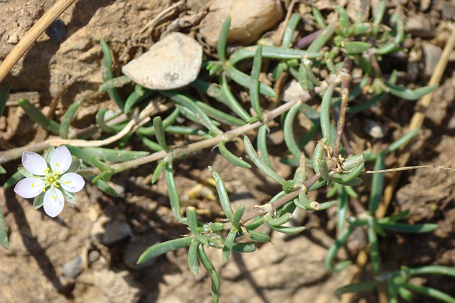 Spergularia media / Spergularia media
