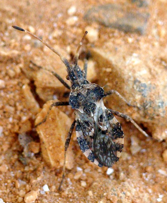 Coreidae: Centrocoris cf variegatus dell''Algarve (P)