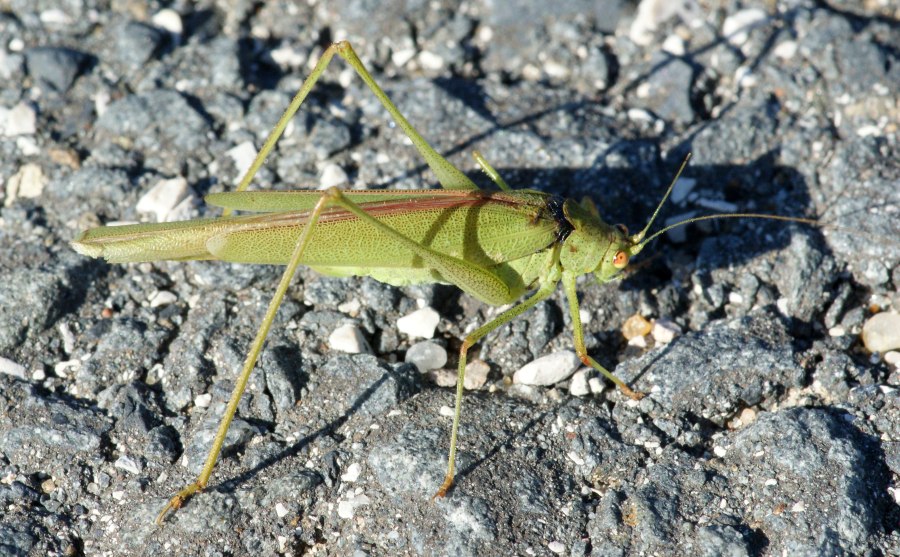 Phaneroptera nana dal Portogallo