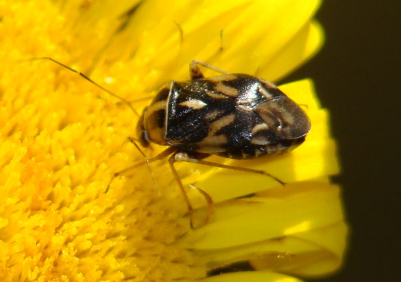 Miridae: Cyphodema instabile dell''Algarve