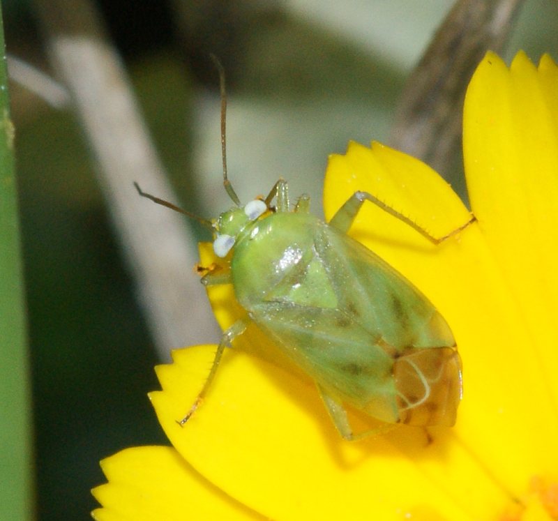 Taylorilygus apicalis ???