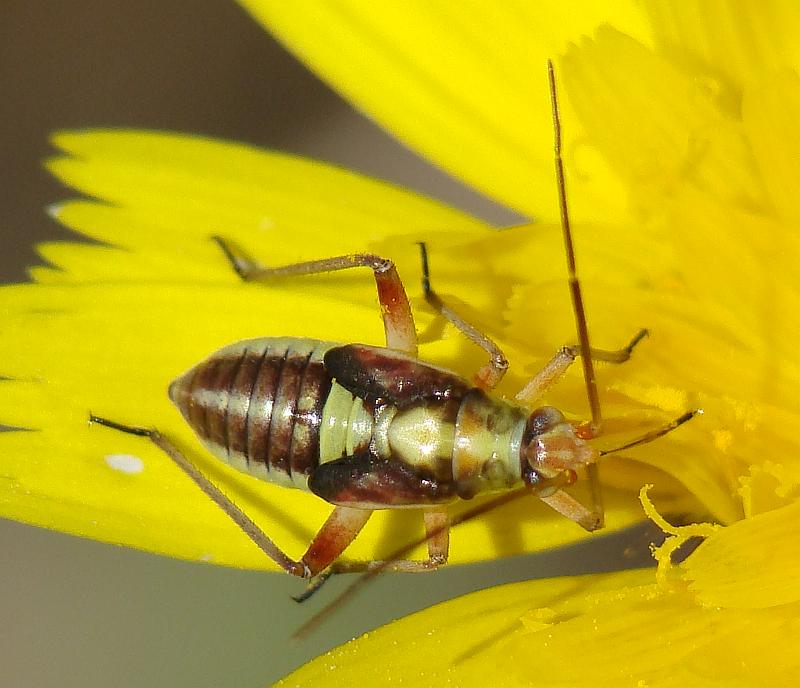 Miridae: Capsodes sulcatus del Portogallo