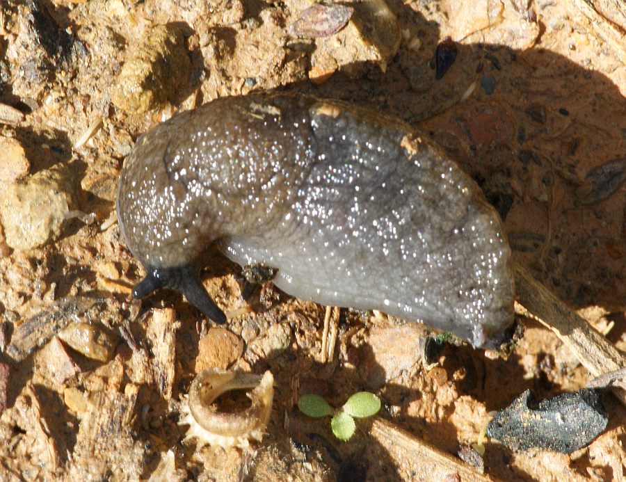 Molluschi Terrestri a determinare