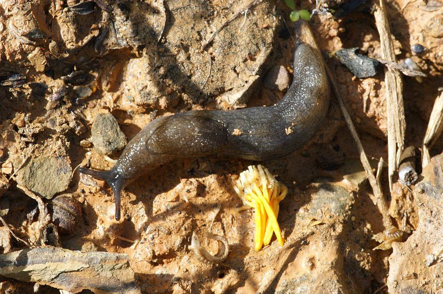 Molluschi Terrestri a determinare