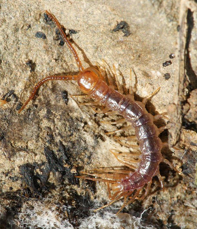 Lithobius sp. ???