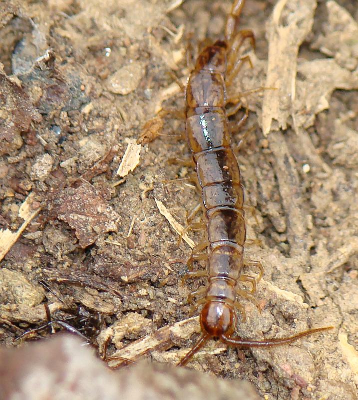 Lithobius sp. ???