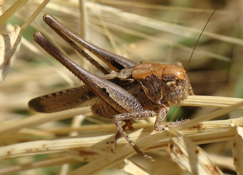 Tettigoniidae - da identificare