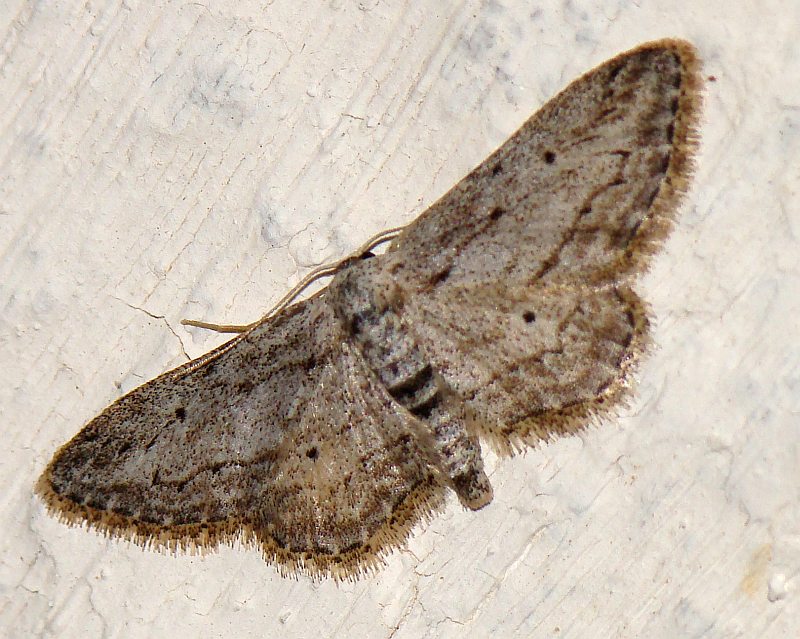 Idaea elongaria ??? - Idaea calunetaria