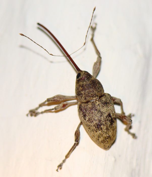 da identificare: Curculio elephas