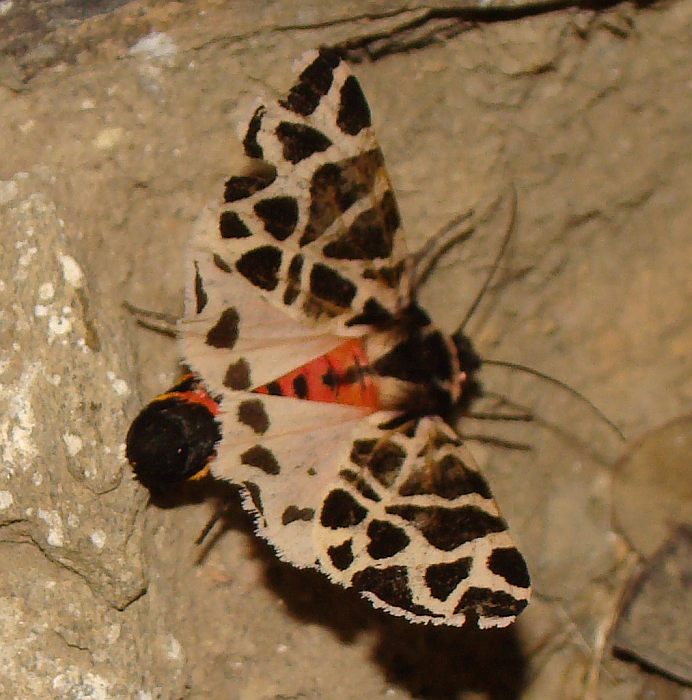 da identificare - Cymbalophora pudica