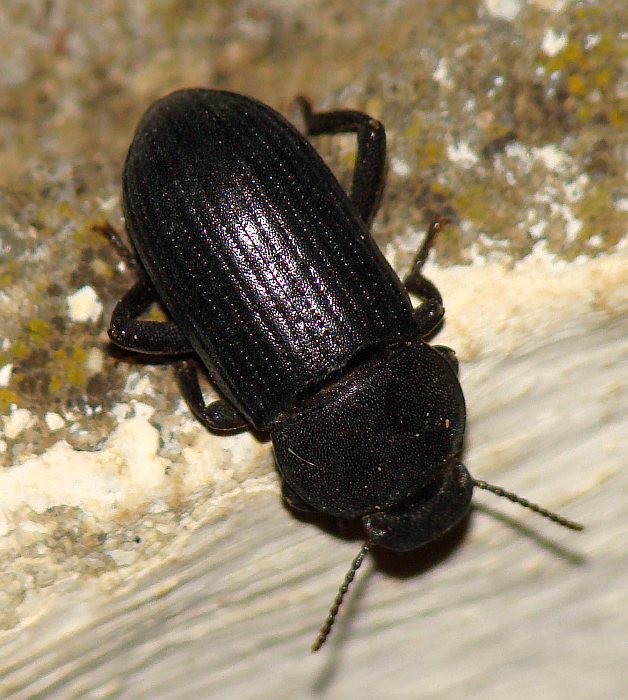 Tenebrionidae  - da identificare