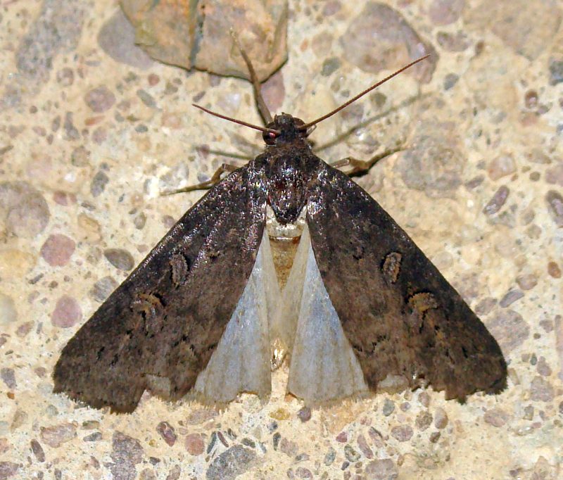 Spodoptera exigua ???