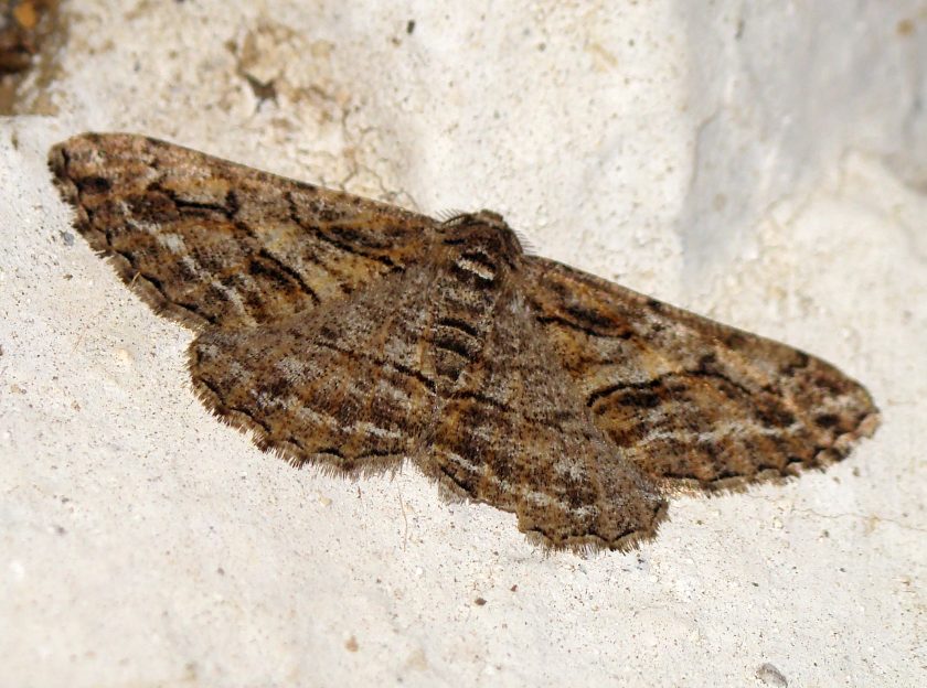 da identificare IV - Calamodes occitanaria