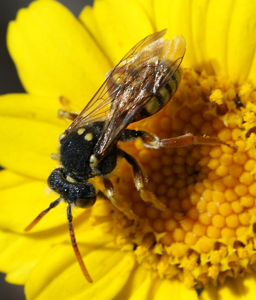 Maschio di Nomada sp.