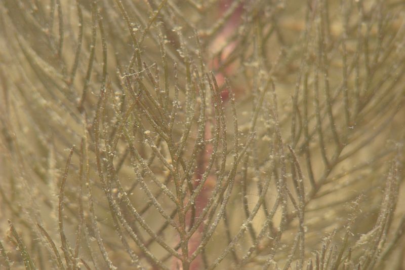 da identificare II - Myriophyllum sp.