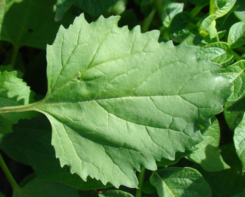 Chenopodium cfr. murale