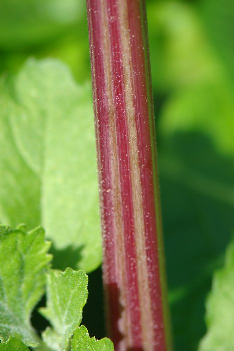 Chenopodium cfr. murale
