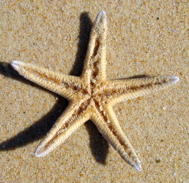 Astropecten sp. - esemplare spiaggiato