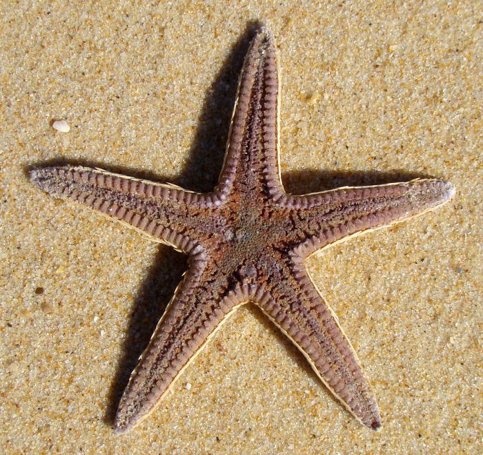 Astropecten sp. - esemplare spiaggiato