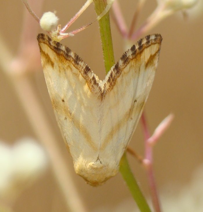 da identificare III - Aegle vespertinalis