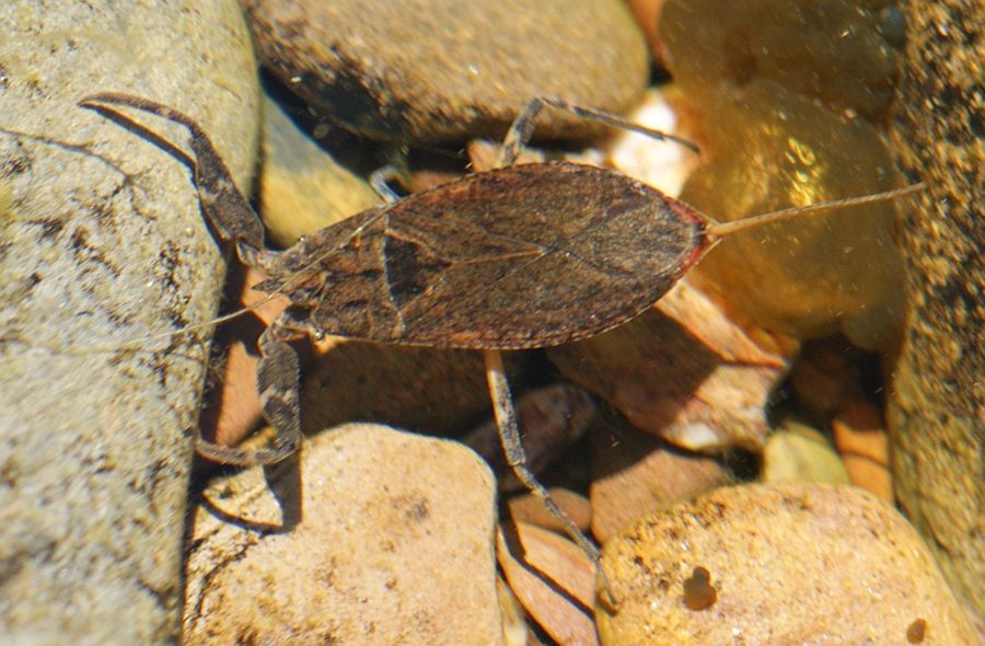 Nepidae > Nepa cinerea ???