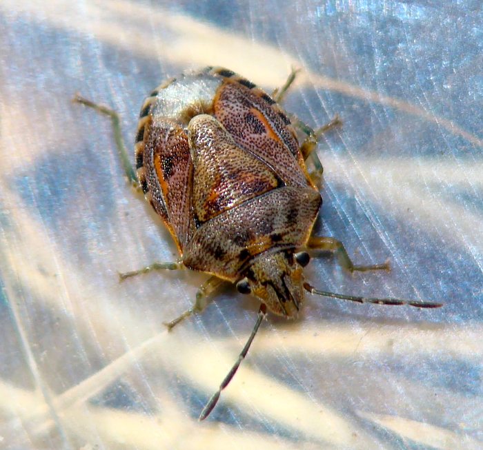 Pentatomidae: Holcogaster fibulata dell''Algarve (P)