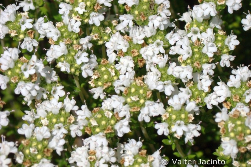 Lamiacea dal Portogallo