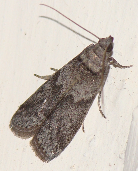 Apomyelois ceratoniae (Pyralidae)