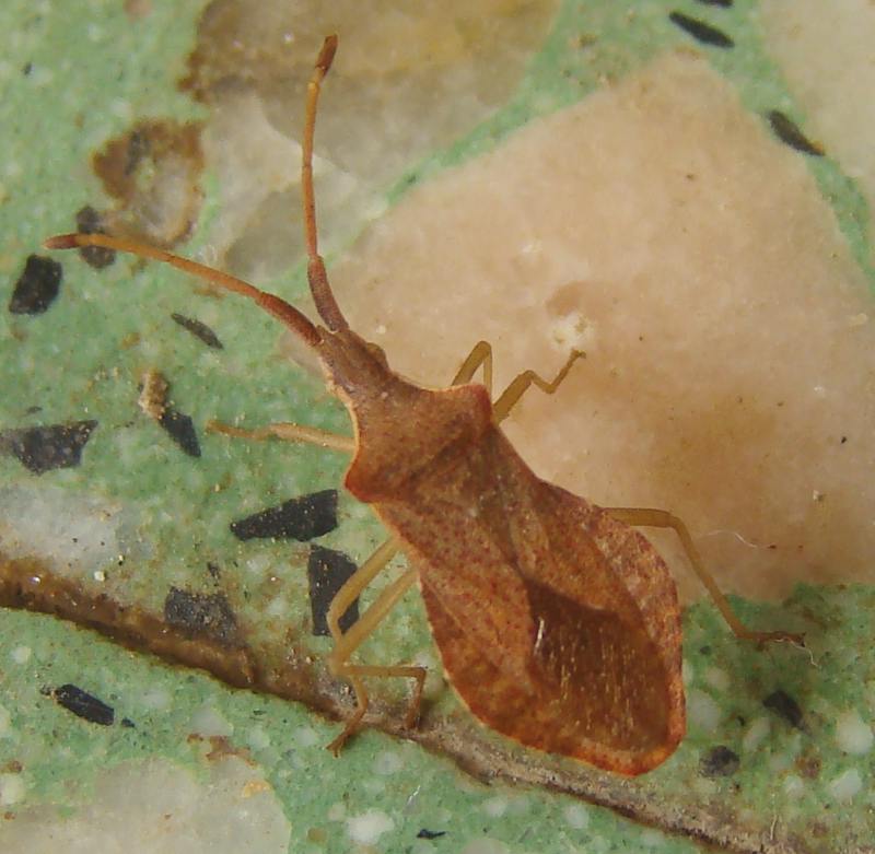 Coreidae: Haploprocta sulcicornis dell''Algarve (Portogallo)