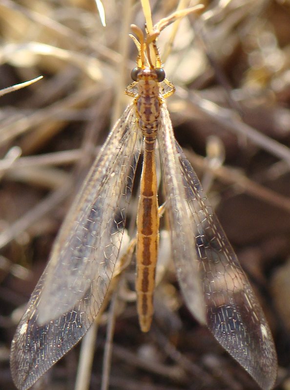 Macronemurus appendiculatus femmina