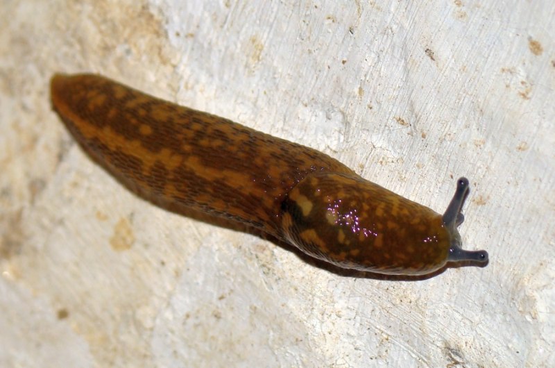 Arion sp. ???