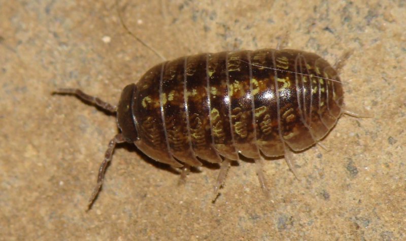 Armadillidium sp.
