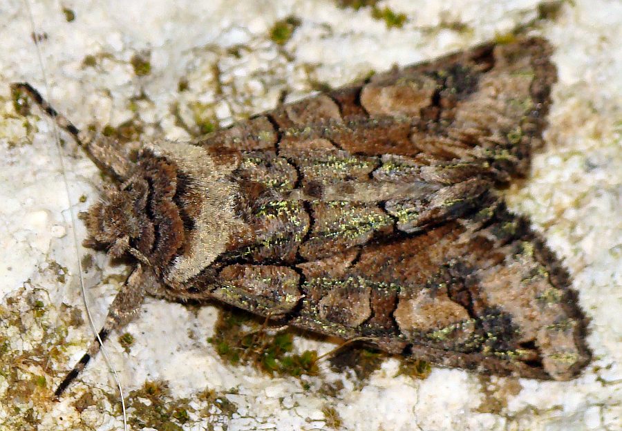 da identificare XIII - Allophyes oxyacanthae
