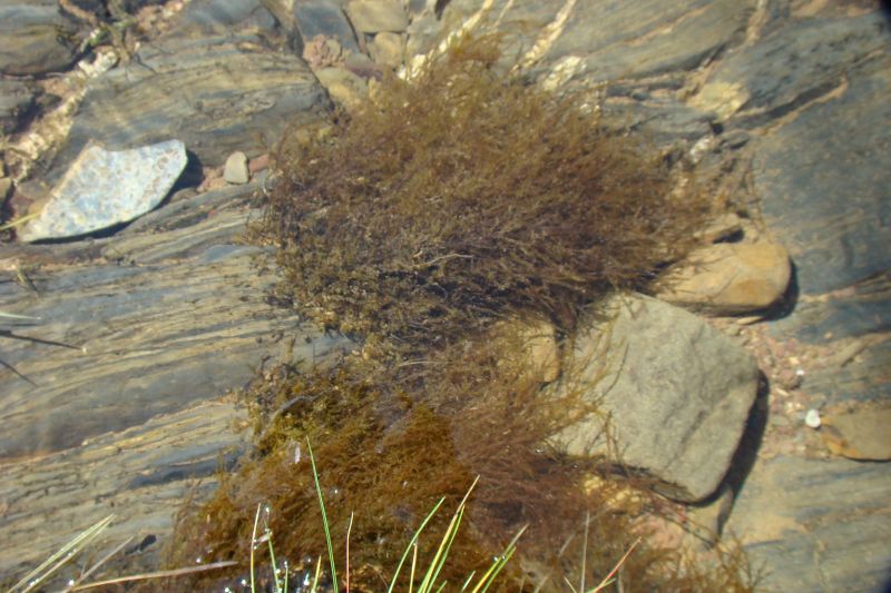 Pianta acquatica - cfr. Fontinalis antipyretica