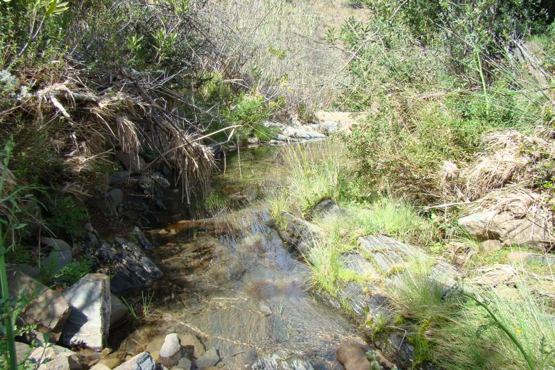 Pianta acquatica - cfr. Fontinalis antipyretica