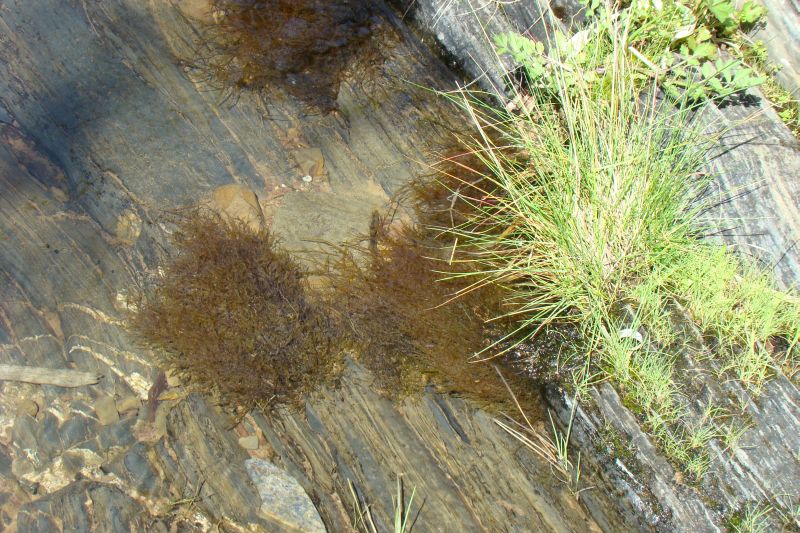 Pianta acquatica - cfr. Fontinalis antipyretica