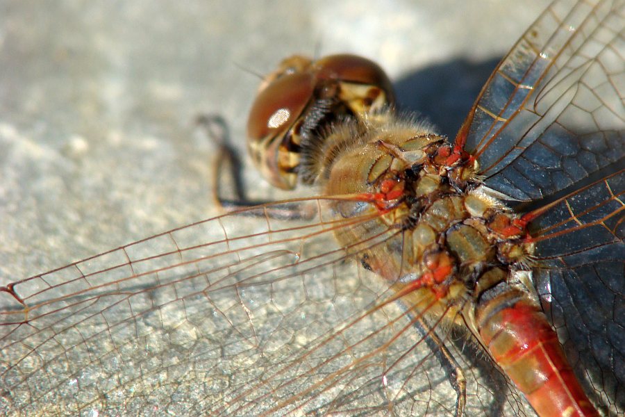 Sympetrum fonscolombii ??? no, striolatum