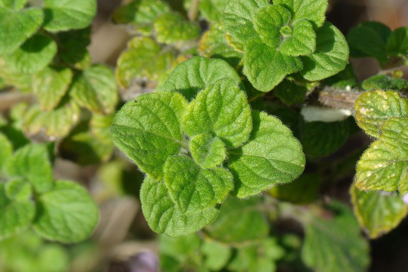 Calamintha nepeta